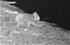Phascolarctos cinereus victor