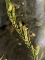 Cryphaea heteromalla
