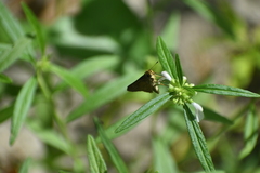 Pelopidas mathias