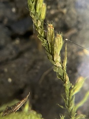 Cryphaea heteromalla