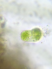 Sessilida