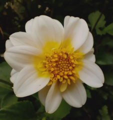 Dahlia pinnata