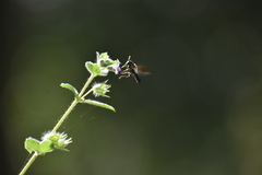 Megachile disjuncta