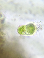 Sessilida