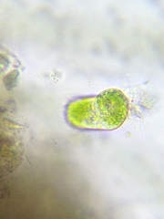 Sessilida