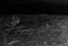 Phascolarctos cinereus victor