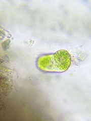 Sessilida