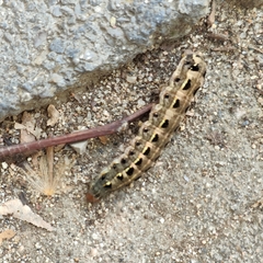 Spodoptera litura