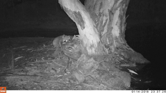Phascolarctos cinereus victor