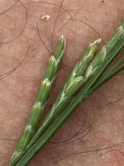 Glyceria declinata