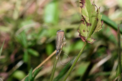 Chrysoteuchia culmella