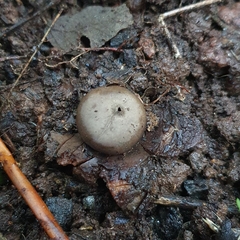 Geastrum triplex