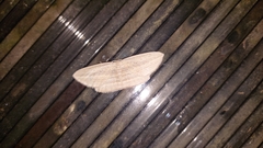 Epiphryne verriculata