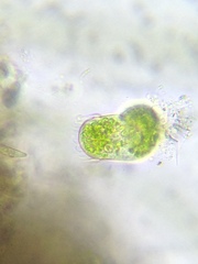 Sessilida