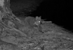 Phascolarctos cinereus victor