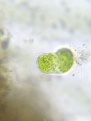 Sessilida