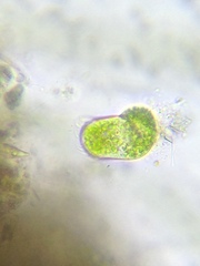Sessilida