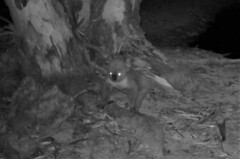 Phascolarctos cinereus victor
