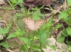 Junonia atlites atlites