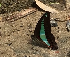 Graphium sarpedon luctatius