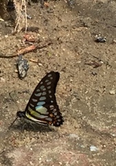 Graphium bathycles bathycloides