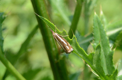 Crambus ericella