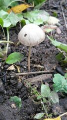 Psathyrella bipellis
