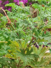 Pelargonium