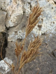 Bromus briziformis