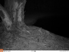 Phascolarctos cinereus victor
