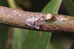 Eufroggattia tuberculata