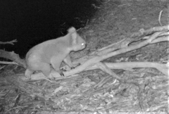 Phascolarctos cinereus victor