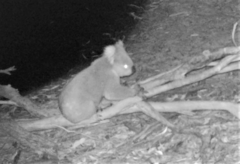 Phascolarctos cinereus victor