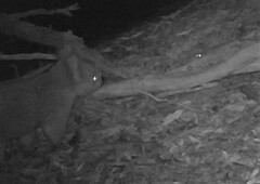 Phascolarctos cinereus victor