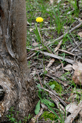 Craspedia variabilis