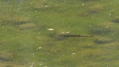 Squalius cephalus