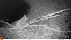 Phascolarctos cinereus victor