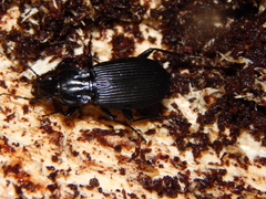 Pterostichus niger