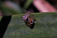 Maratus scutulatus