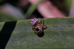 Maratus scutulatus