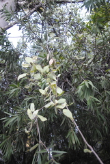 Struthanthus interruptus