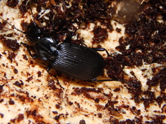 Pterostichus niger