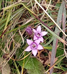 Gentianella anisodonta