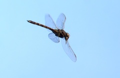 Adversaeschna brevistyla