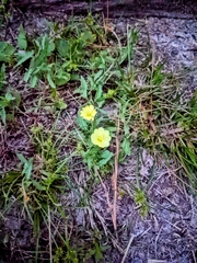 Oenothera humifusa