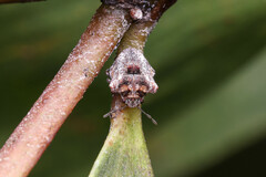 Eufroggattia tuberculata