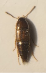 Tachyporus nitidulus