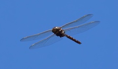 Adversaeschna brevistyla