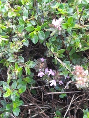 Thymus serpyllum