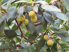 Arbutus unedo